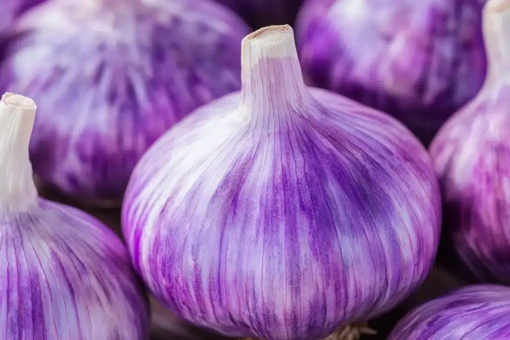 Current image: Is garlic good if it's purple picture